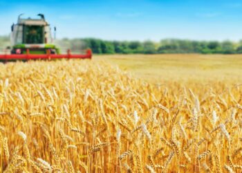 Минсельхоз: для диверсификация производства монокультуры будет уменьшена площадь посева пшеницы