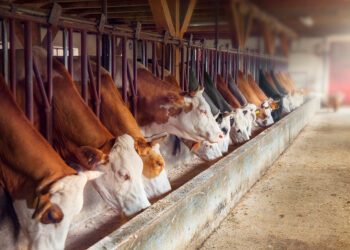 В РК повысят зарплаты ветеринарам