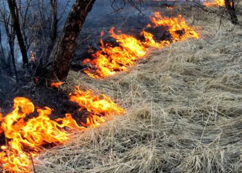 Сухая трава загорелась на кладбище в Шемонаихе