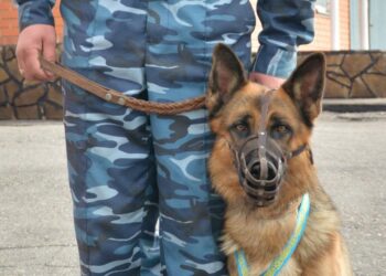 В Нур-Султане служебная собака помогла найти потерявшегося ребенка