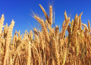 Индия приостановила поставки пшеницы