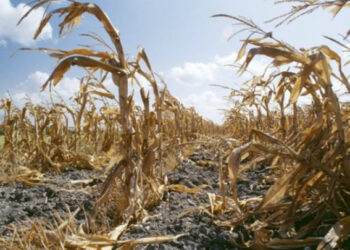 В Кызылординской области ожидается засуха