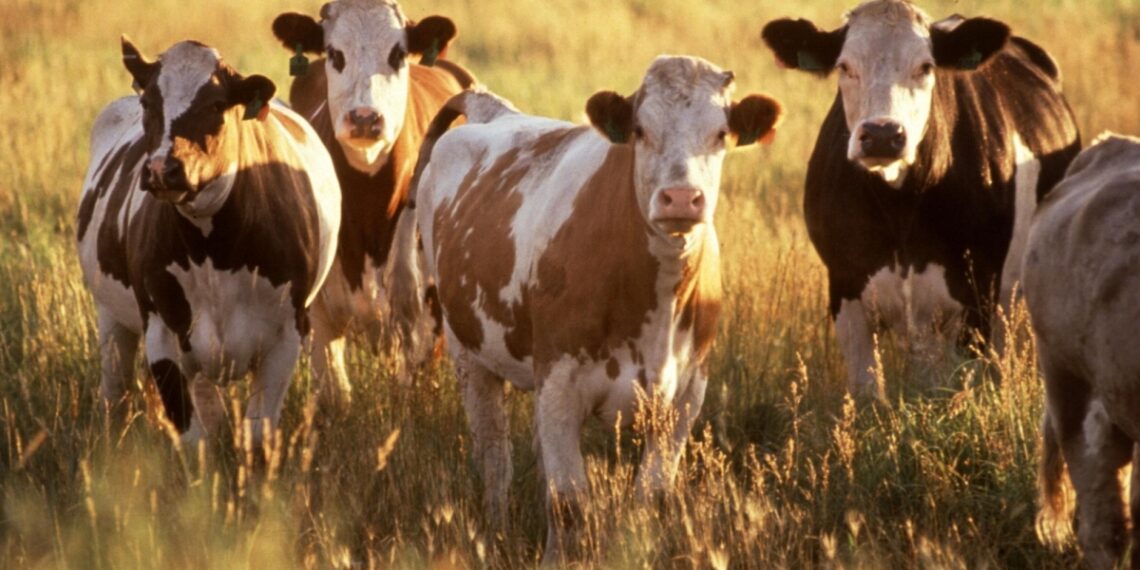 В Костанайской области поймали воров скота