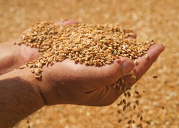 Цены на зерно уменьшились на 10 процентов