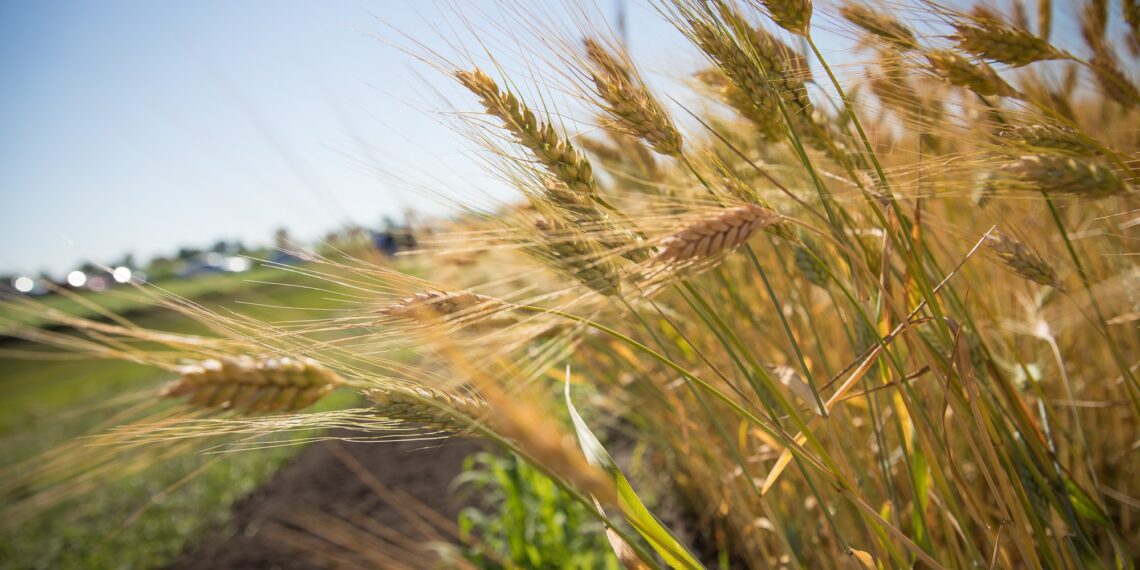 Ситуация с украинским зерном используется для порчи имиджа России