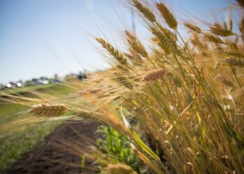 Ситуация с украинским зерном используется для порчи имиджа России