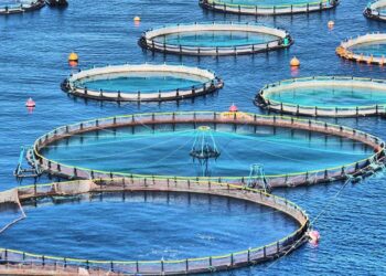Минэкологии анонсировало проект закона «Об аквакультуре»