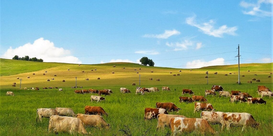 Генпрокуратура вернула 5 млн пустующих или незаконно выданных пастбищ