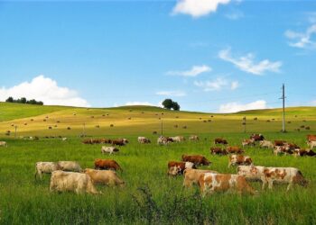 Генпрокуратура вернула 5 млн пустующих или незаконно выданных пастбищ