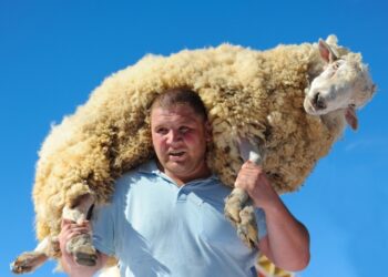 В Нур-Султане бывший работник рынка украл пять баранов