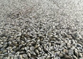 В Северо-Казахстанской области на озере погибло 400 килограммов рыбы