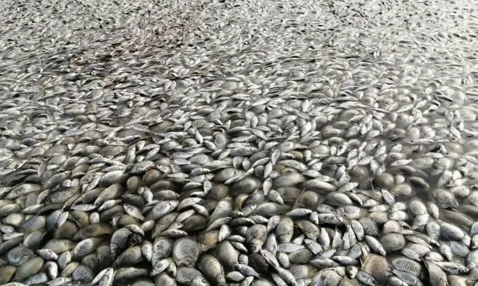 В Северо-Казахстанской области на озере погибло 400 килограммов рыбы