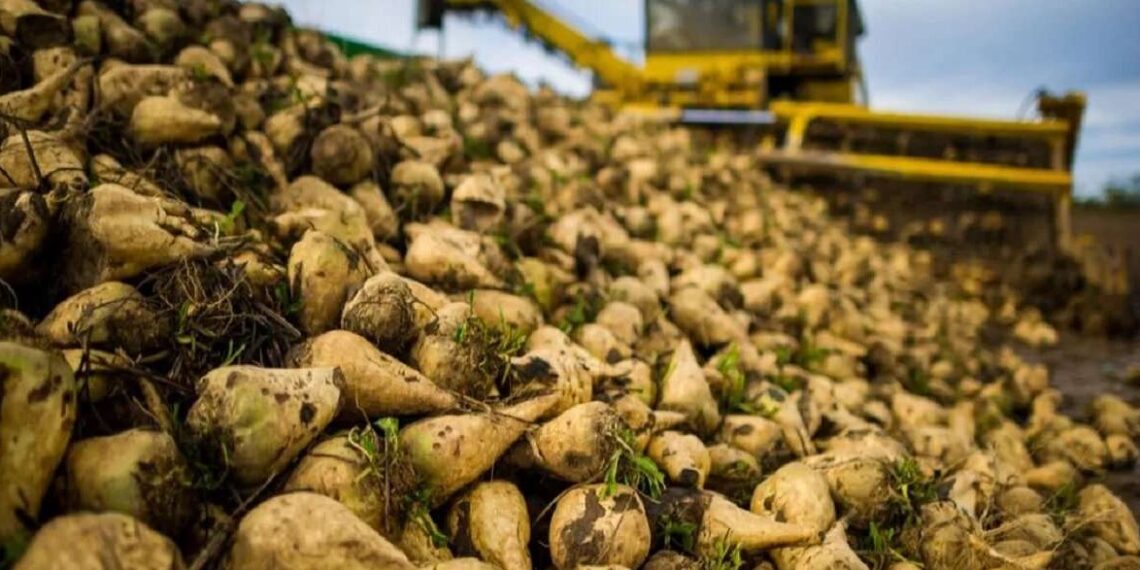 В Казахстане на половину увеличивают закупочную стоимость сахарной свеклы
