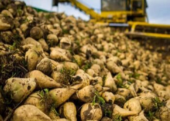 В Казахстане на половину увеличивают закупочную стоимость сахарной свеклы