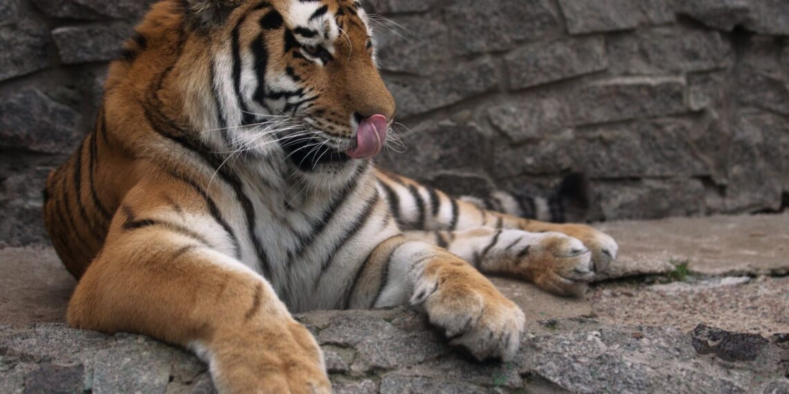 В Казахстан вернутся тигры