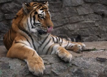 В Казахстан вернутся тигры