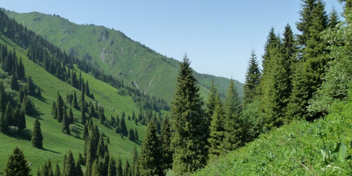 Комитет лесного хозяйства и животного мира разработал Правила пользования объектами растительного мира