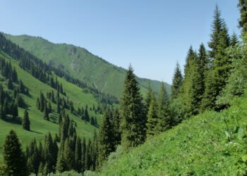 Комитет лесного хозяйства и животного мира разработал Правила пользования объектами растительного мира