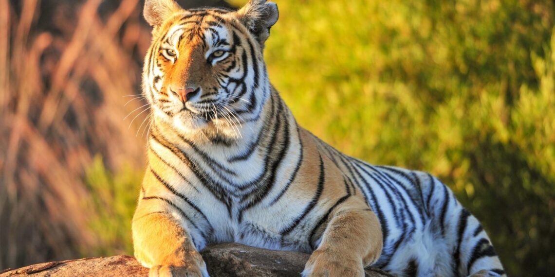 Путин: первые тигры могут появиться в Казахстане уже в 2025 году