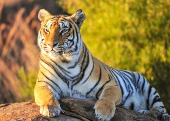 Путин: первые тигры могут появиться в Казахстане уже в 2025 году