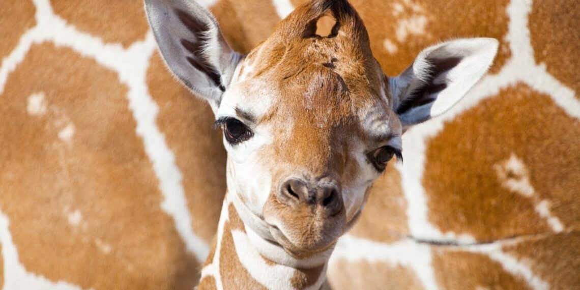 В Алматинском зоопарке родился жирафенок