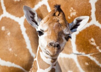 В Алматинском зоопарке родился жирафенок