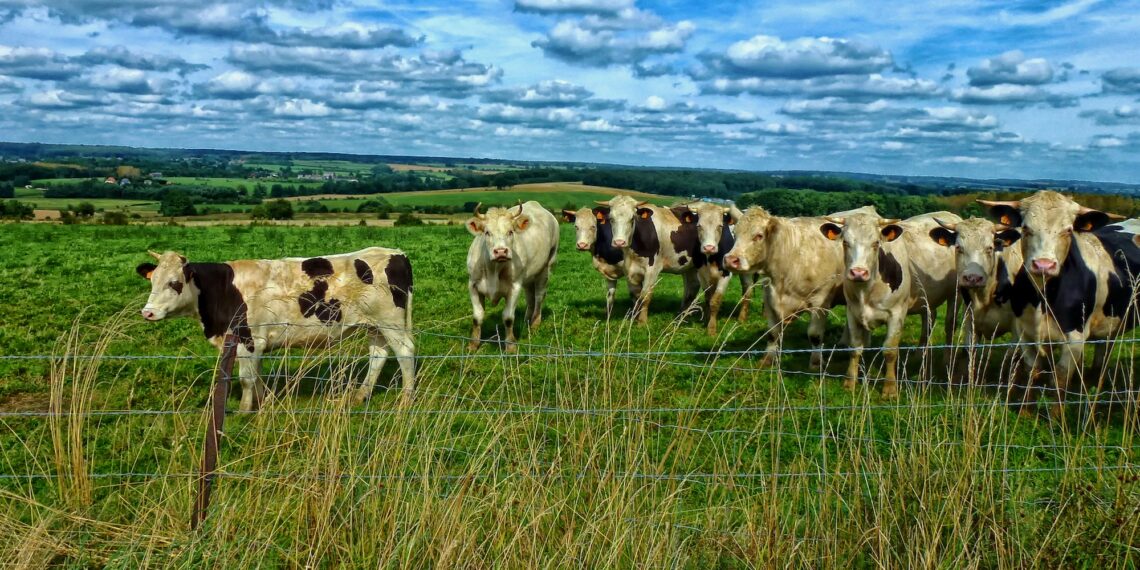 В МВД предложили увеличить штраф за бесконтрольный выпас скота
