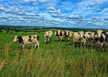 В МВД предложили увеличить штраф за бесконтрольный выпас скота