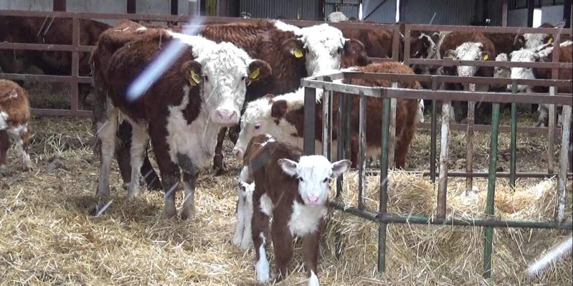 Более 100 ферм создано в Акмолинской области