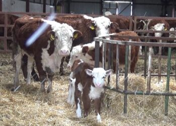 Более 100 ферм создано в Акмолинской области