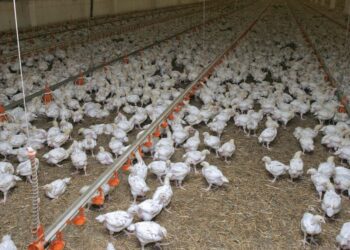 В Японии обнаружили вспышку птичьего гриппа