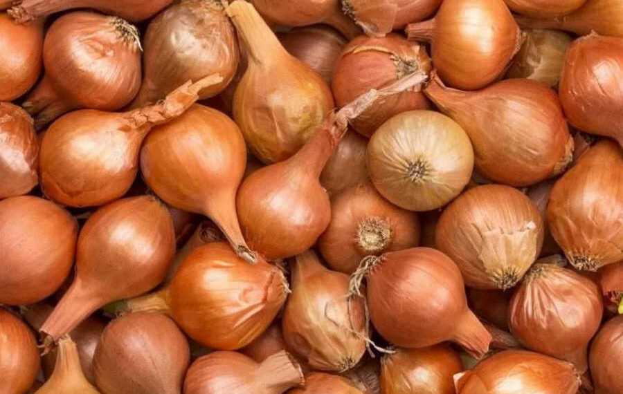 Казахстан запретил вывозить лук из страны на три месяца