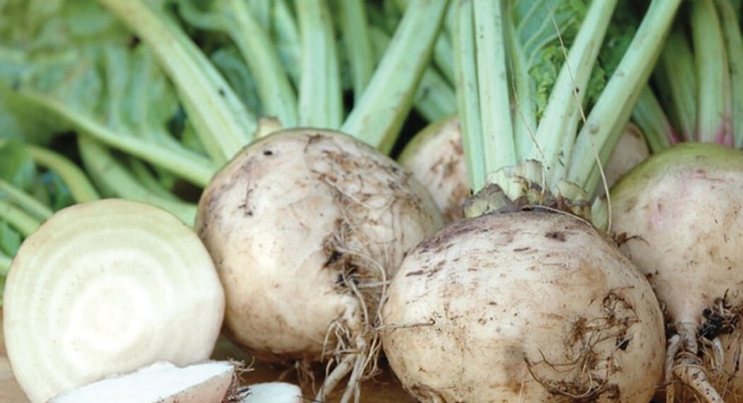 Казахстан увеличит посевные площади сахарной свеклы