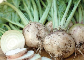 Казахстан увеличит посевные площади сахарной свеклы