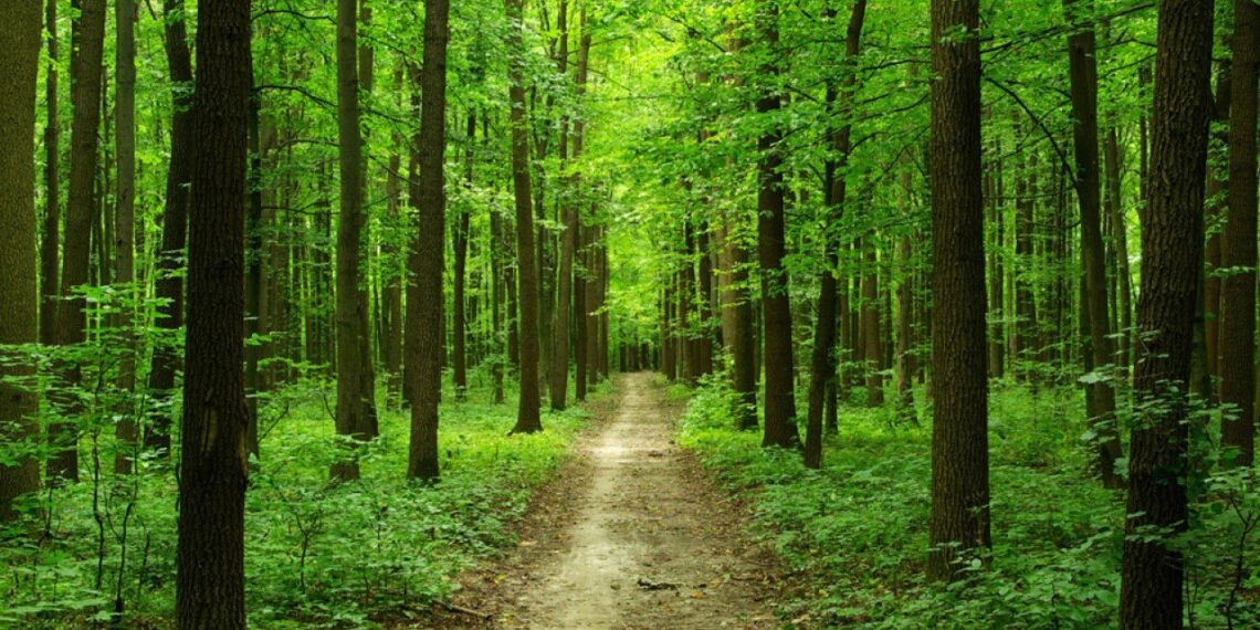 В Казахстане будут штрафовать за незаконное строительство построек в лесах