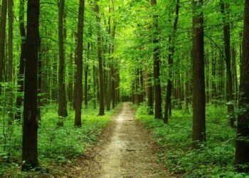 В Казахстане будут штрафовать за незаконное строительство построек в лесах