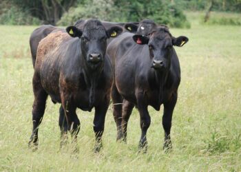 Казахстан продлил ограничения на вывоз крупного и мелкого рогатого скота