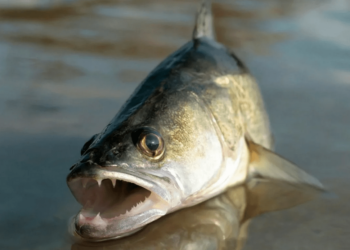 В Казахстане вводится запрет на вывоз некоторых видов рыбы