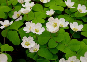 Казахстан ратифицировал соглашение с Азербайджаном о сотрудничестве защиты растений