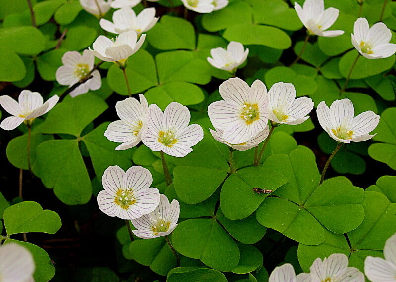 Казахстан ратифицировал соглашение с Азербайджаном о сотрудничестве защиты растений