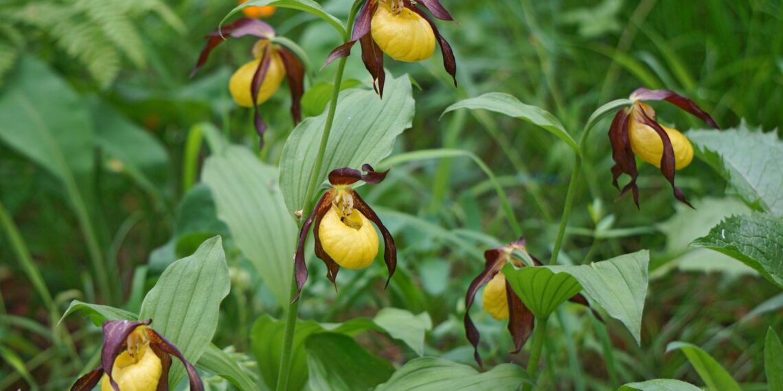 В Казахстане утвержден список редких и реликтовых растений