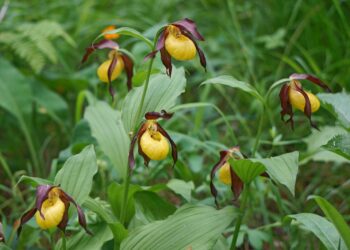 В Казахстане утвержден список редких и реликтовых растений