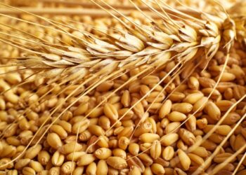 Казахстан планирует ограничить ввоз пшеницы автотранспортом