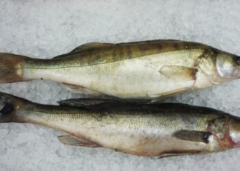 В Казахстане временно ввели запрет на вывоз сома и судака