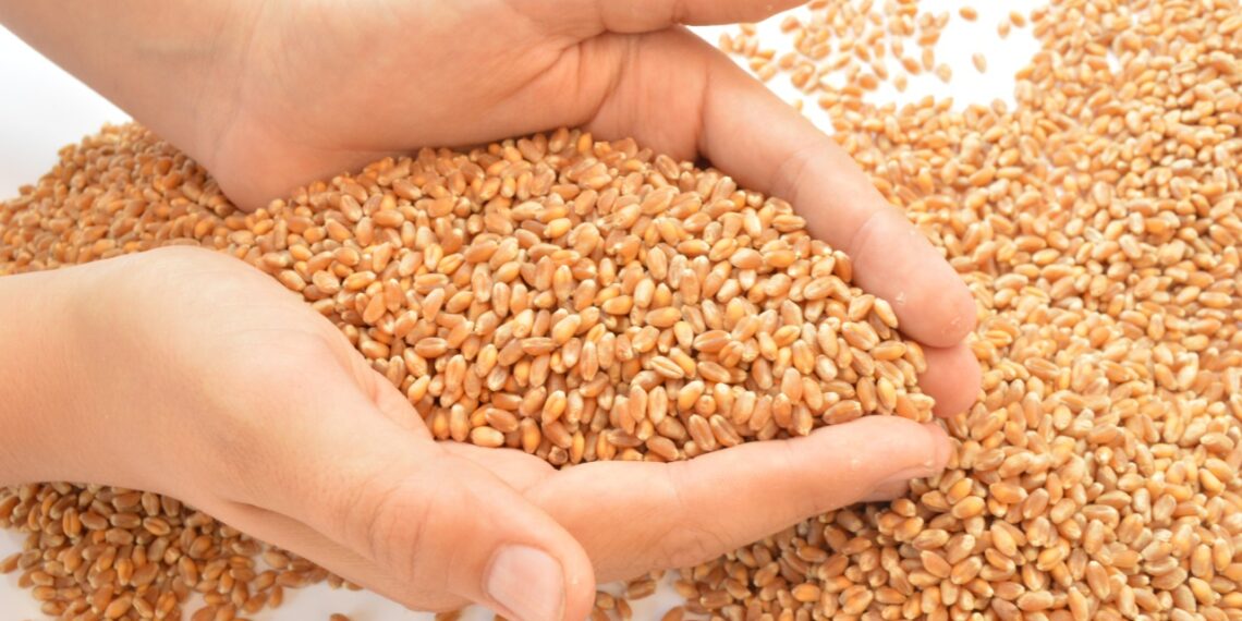 Зерно Украины разрушает единство Европы