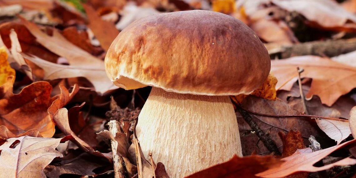 В 2024 году казахстанцам придется платить налог на грибы и ягоды