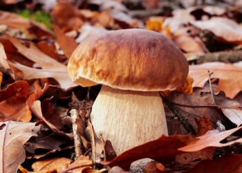 В 2024 году казахстанцам придется платить налог на грибы и ягоды