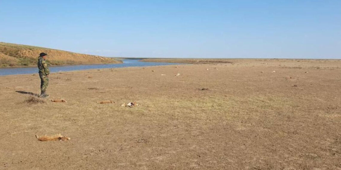 В ЗКО произошла массовая гибель сайгаков