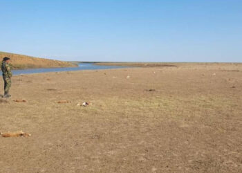 В ЗКО произошла массовая гибель сайгаков