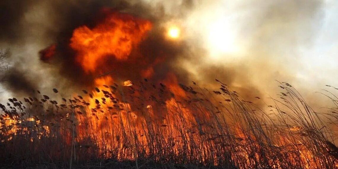 В Павлодарской области ликвидирован пожар площадью 47 га